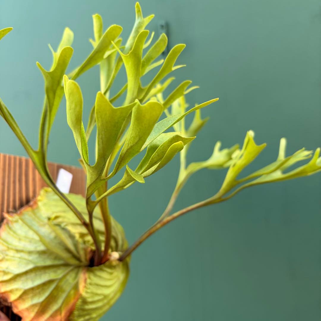 た*だ様 ビカクシダ・リドレイ　シンフォーム　細葉　板付け③