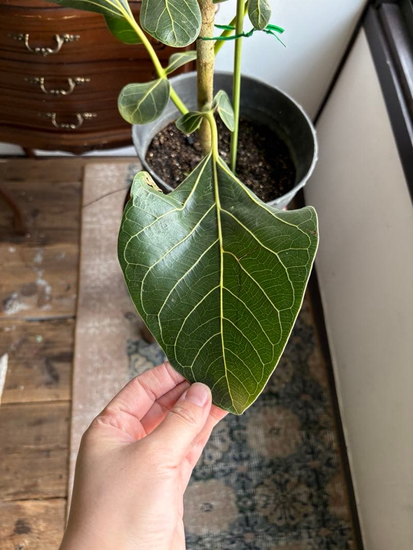 フィカス　クリシュナ 7号鉢 大株