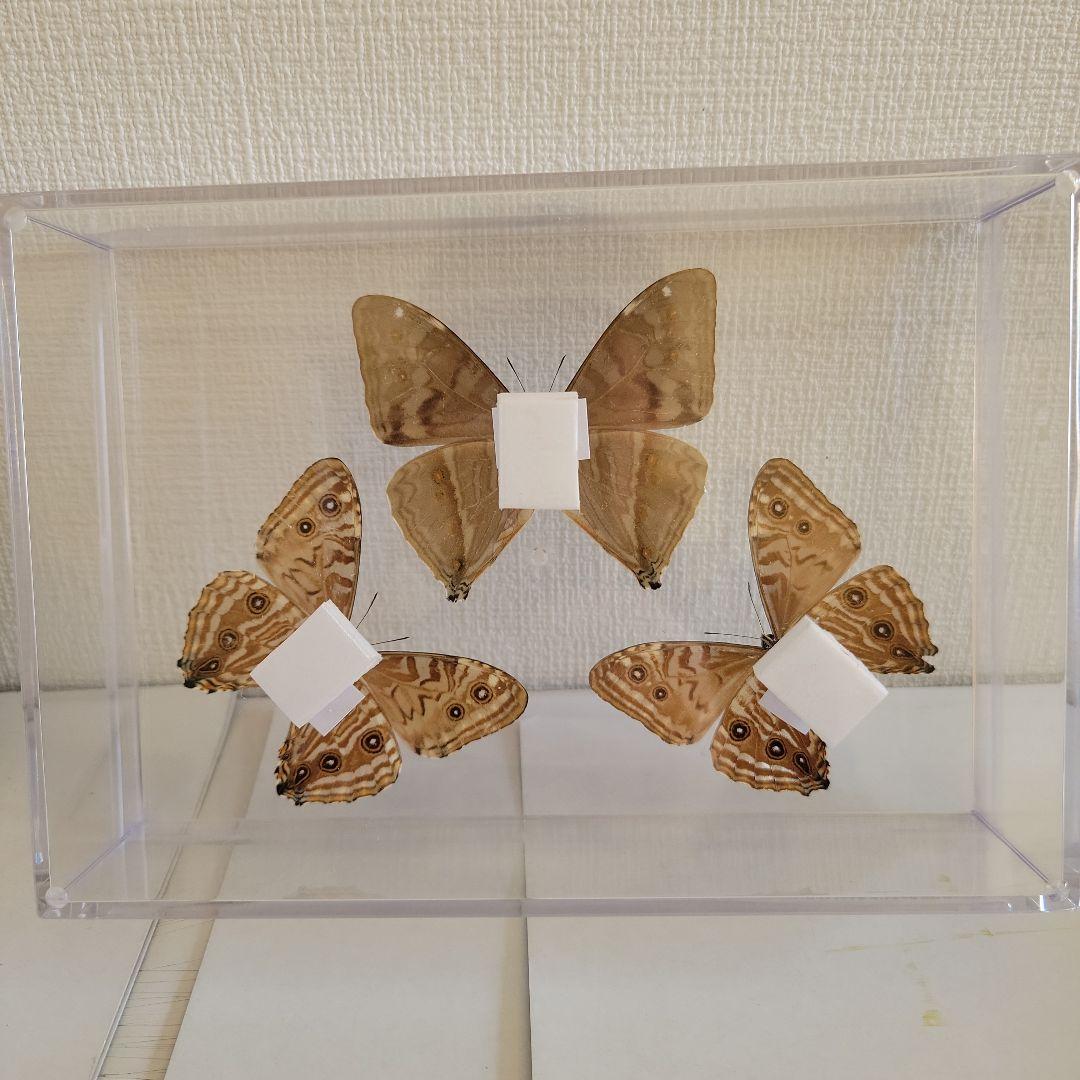 蝶の標本　輝くモルフォの世界(A特)