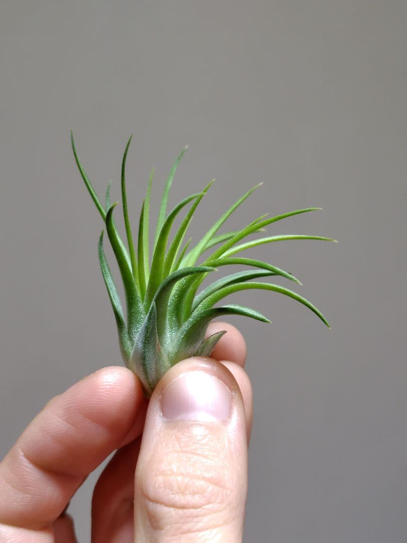 P*J様 新春セール イオナンタ ヘッジホッグ from TI