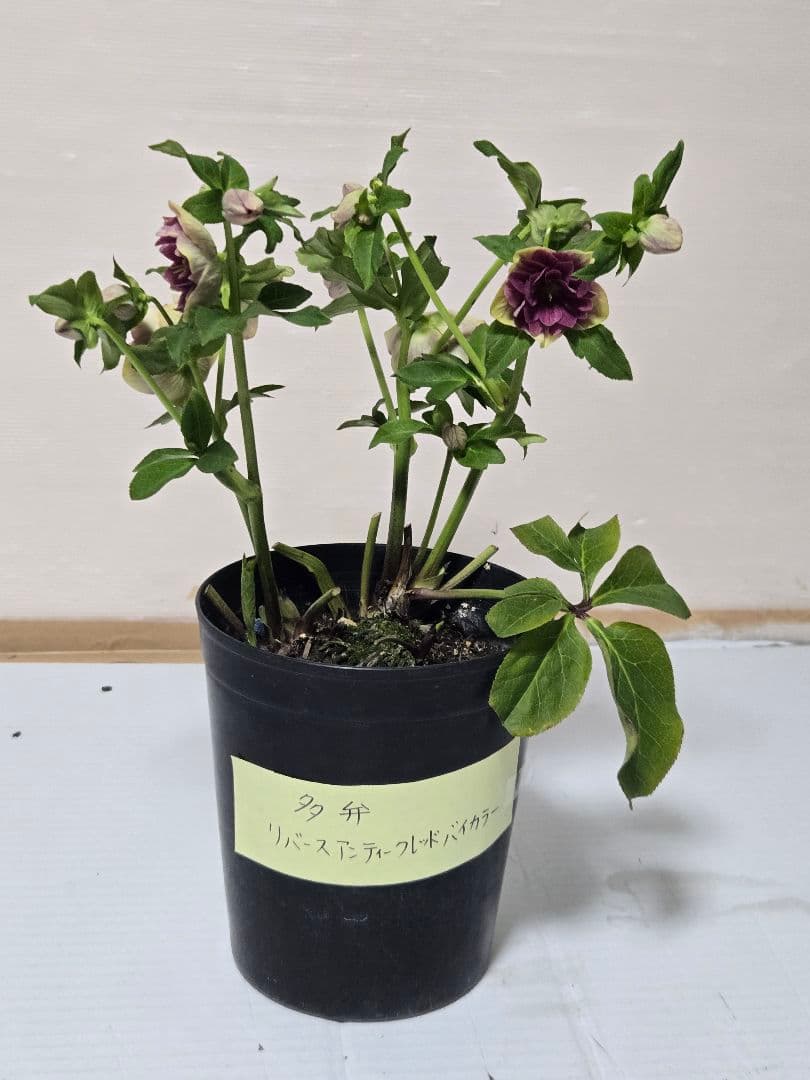 ☆クリスマスローズ☆多弁　リバースアンティークレッドバイカラー☆6号鉢☆