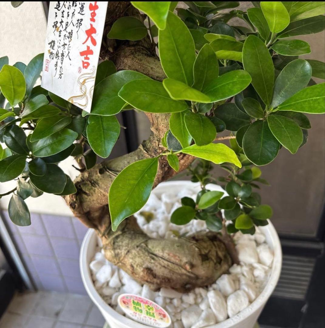 厳選株　ガジュマル　盆栽仕立て　昇り龍　曲がり　受け皿付き　８号鉢