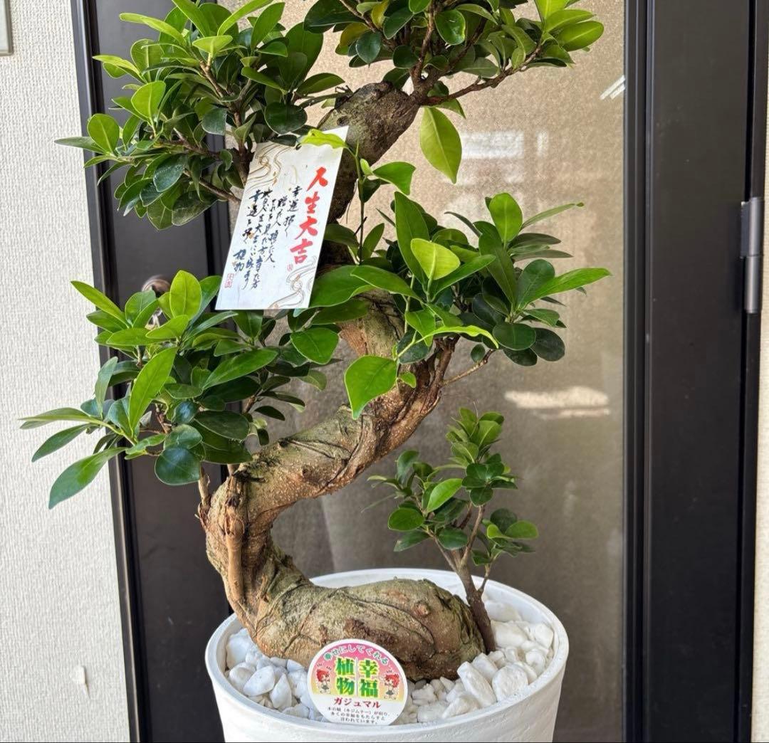 厳選株　ガジュマル　盆栽仕立て　昇り龍　曲がり　受け皿付き　８号鉢