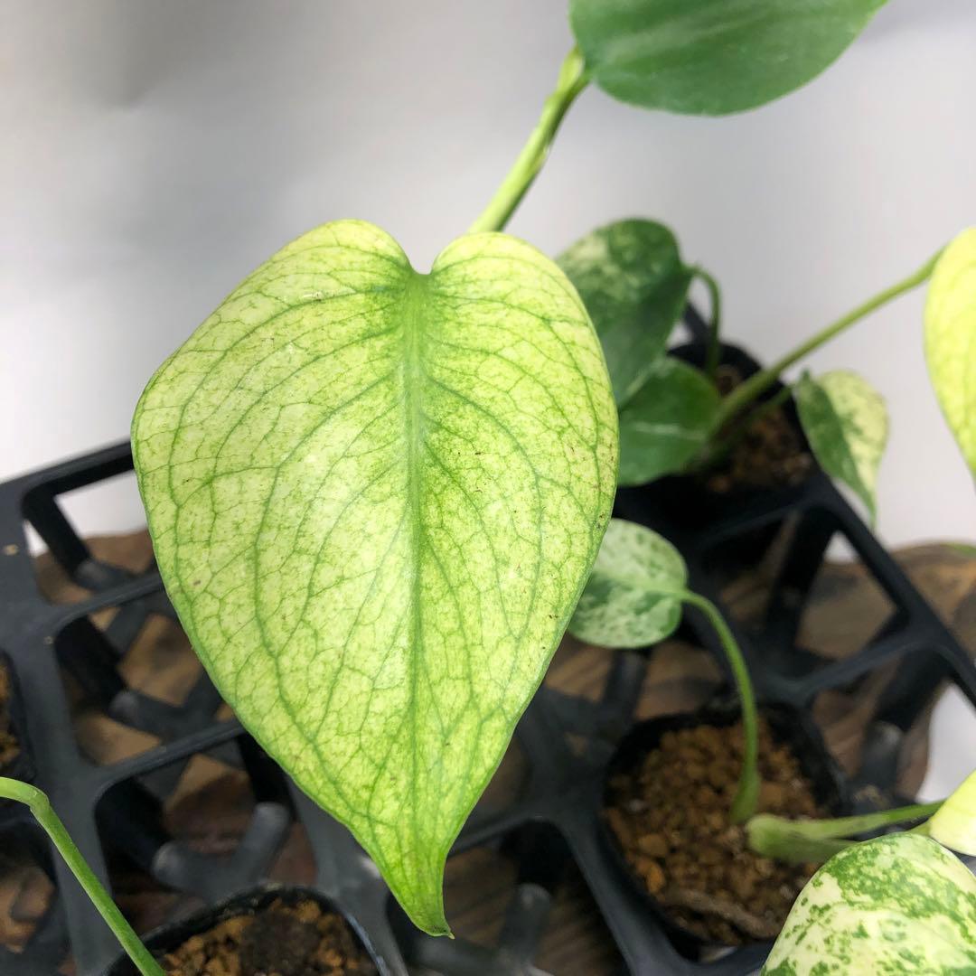 ち*え様 MS109 白怪兽 ホワイトモンスター 天津蘭 モンステラ斑入り　デリ