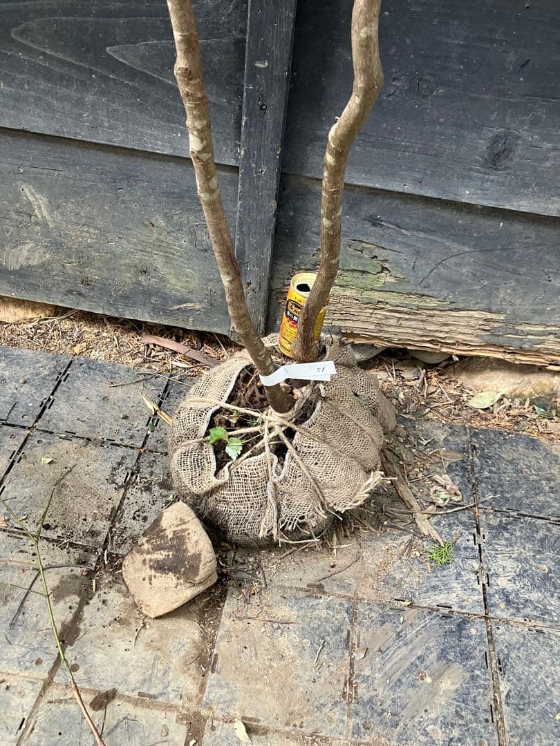 51 山採り　イロハモミジ