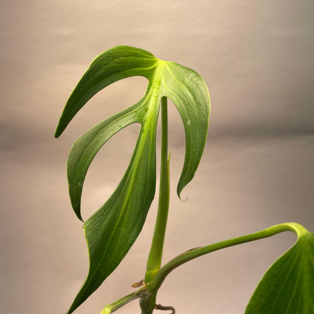 S*T様 L031モンステラ　デリシオーサ　 バールマルクスフレーム