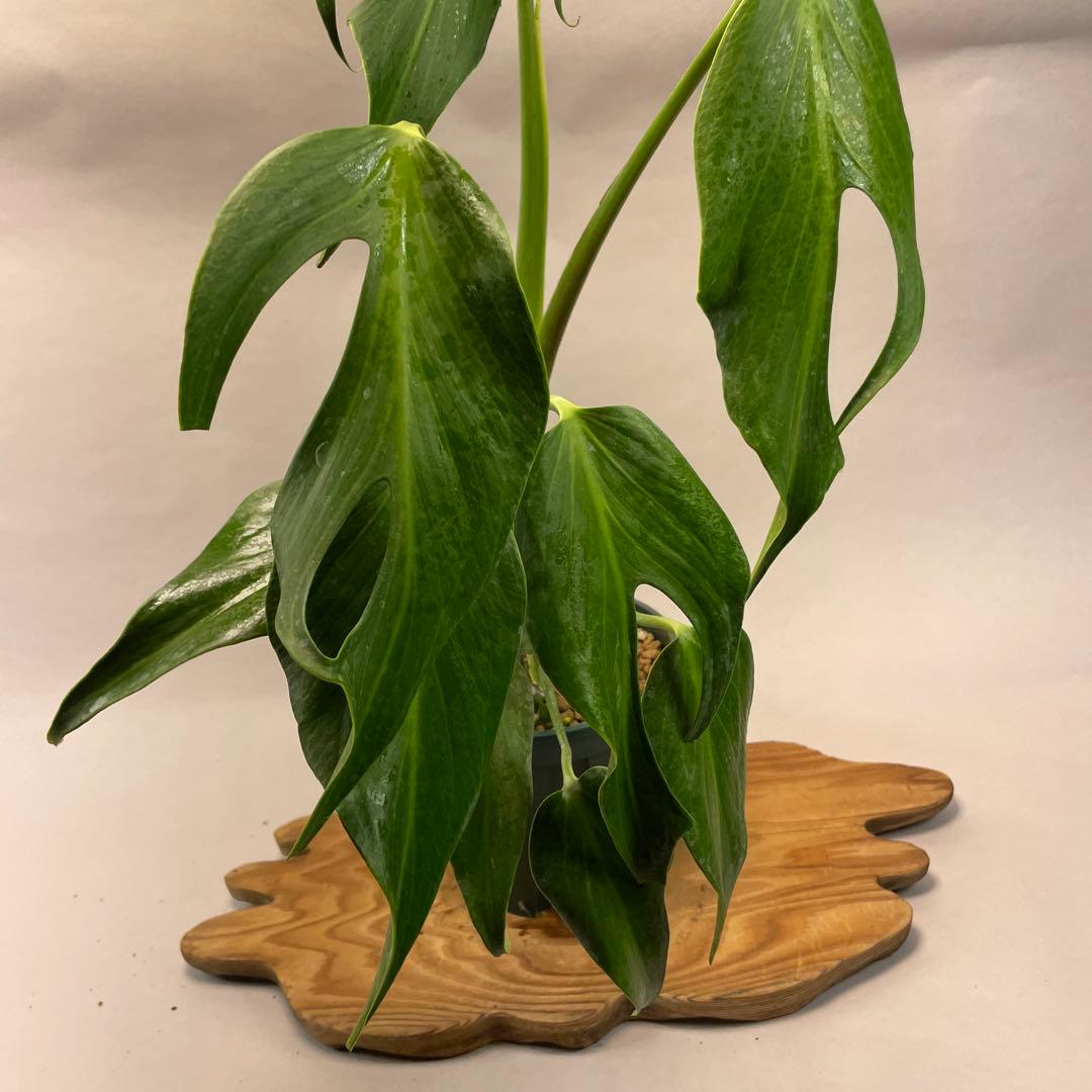 S*T様 L031モンステラ　デリシオーサ　 バールマルクスフレーム