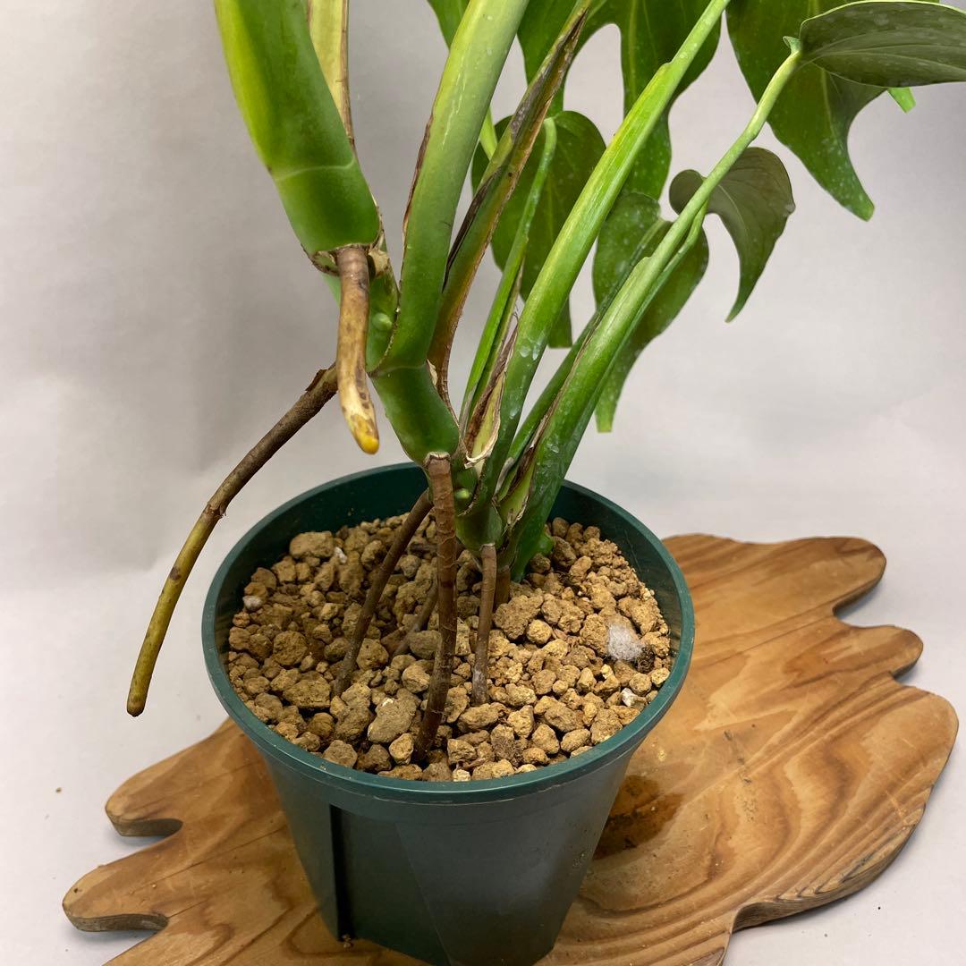 S*T様 L031モンステラ　デリシオーサ　 バールマルクスフレーム