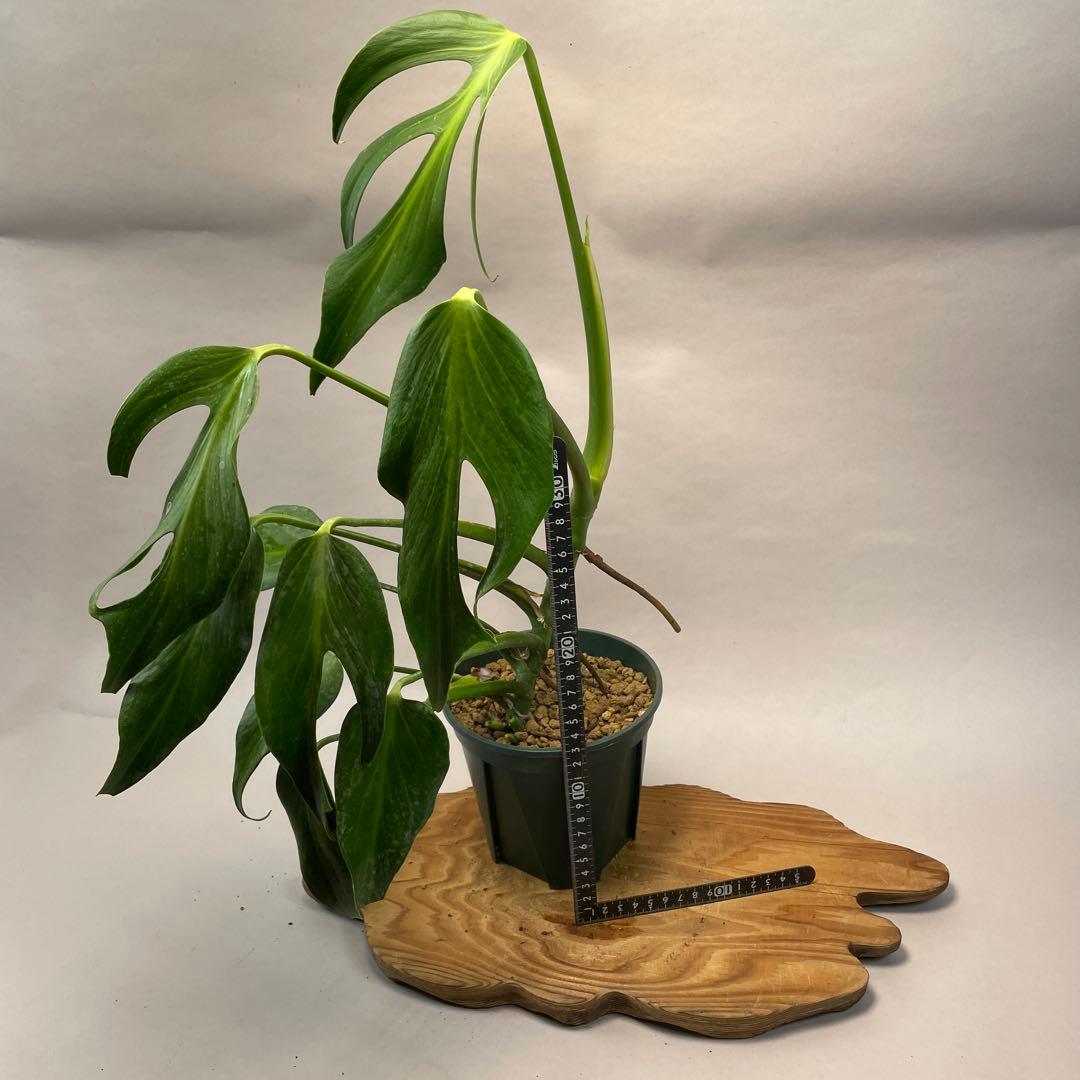 S*T様 L031モンステラ　デリシオーサ　 バールマルクスフレーム