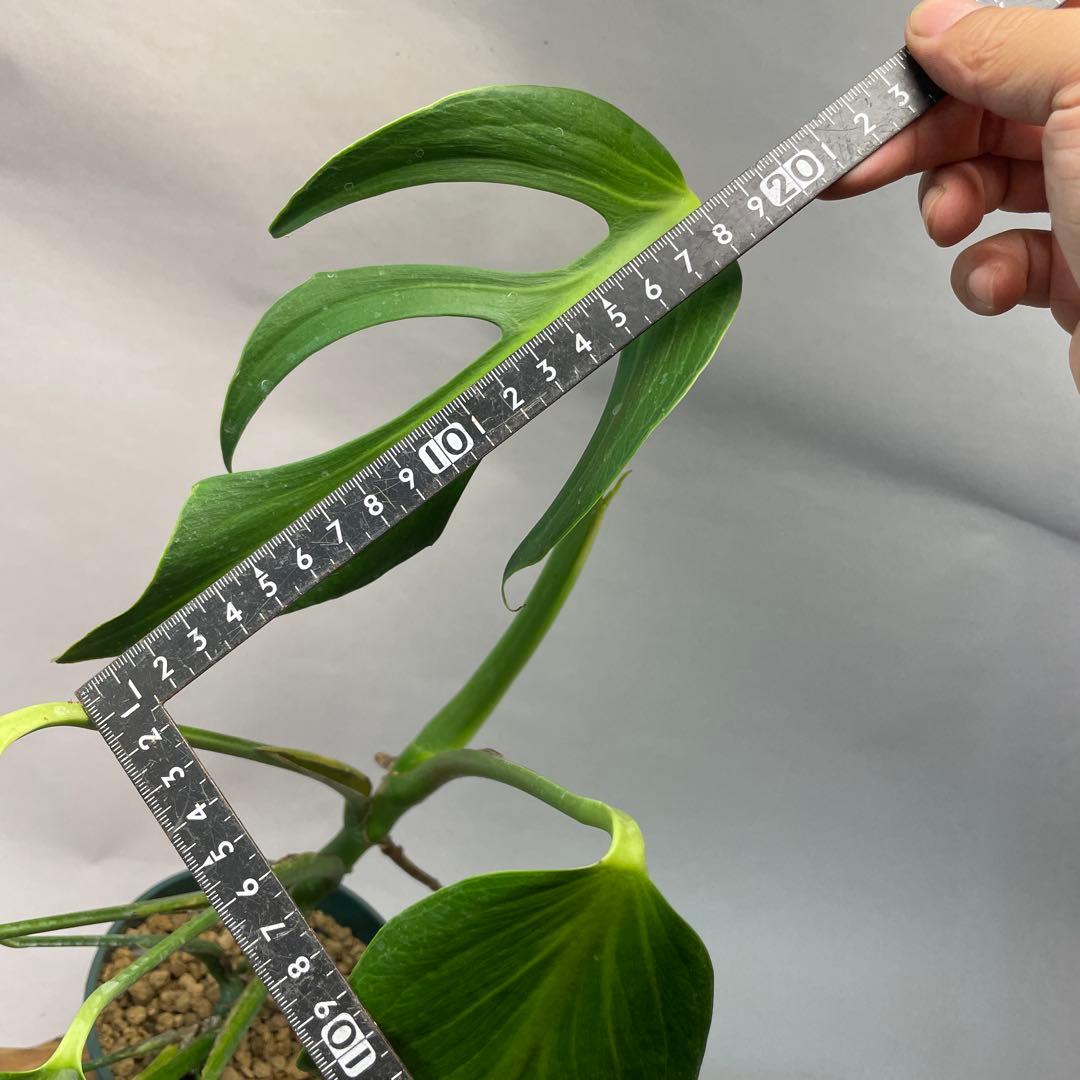 S*T様 L031モンステラ　デリシオーサ　 バールマルクスフレーム