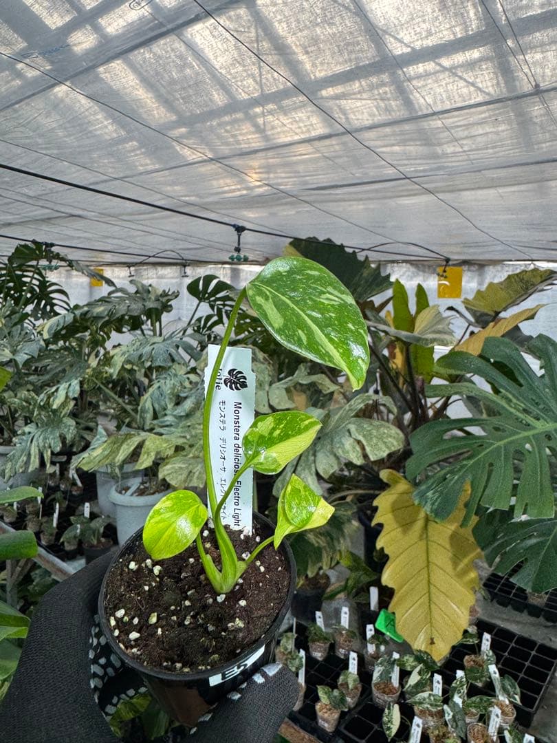 E5モンステラ　エレクトロライト　美斑入り株　送料込み