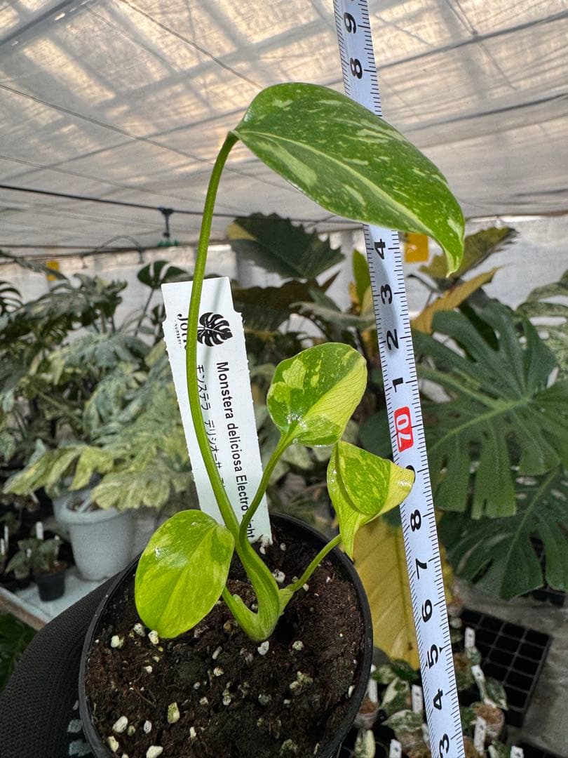 E5モンステラ　エレクトロライト　美斑入り株　送料込み