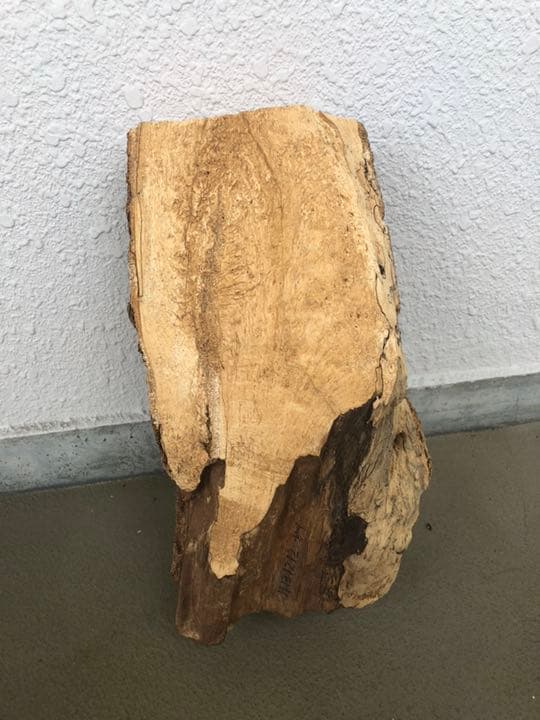 サルノコシカケ