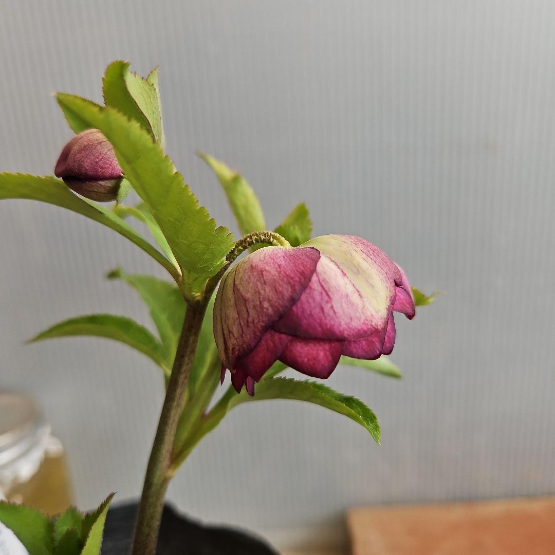 ㉖-270クリスマスローズ