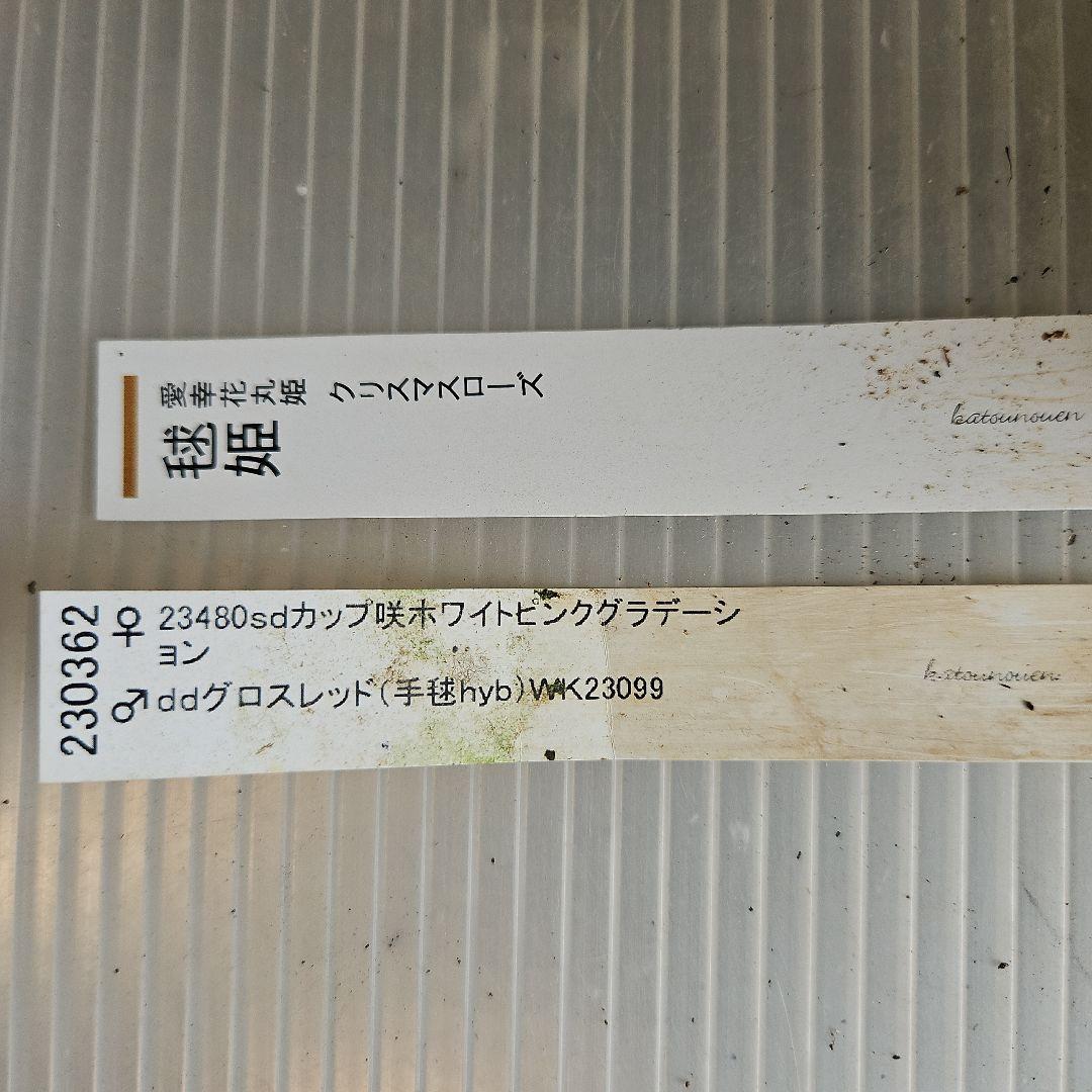 ㉖-270クリスマスローズ