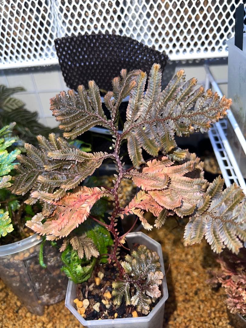 その他観葉植物 Selaginella sp. 'Purple' from Sarawak
