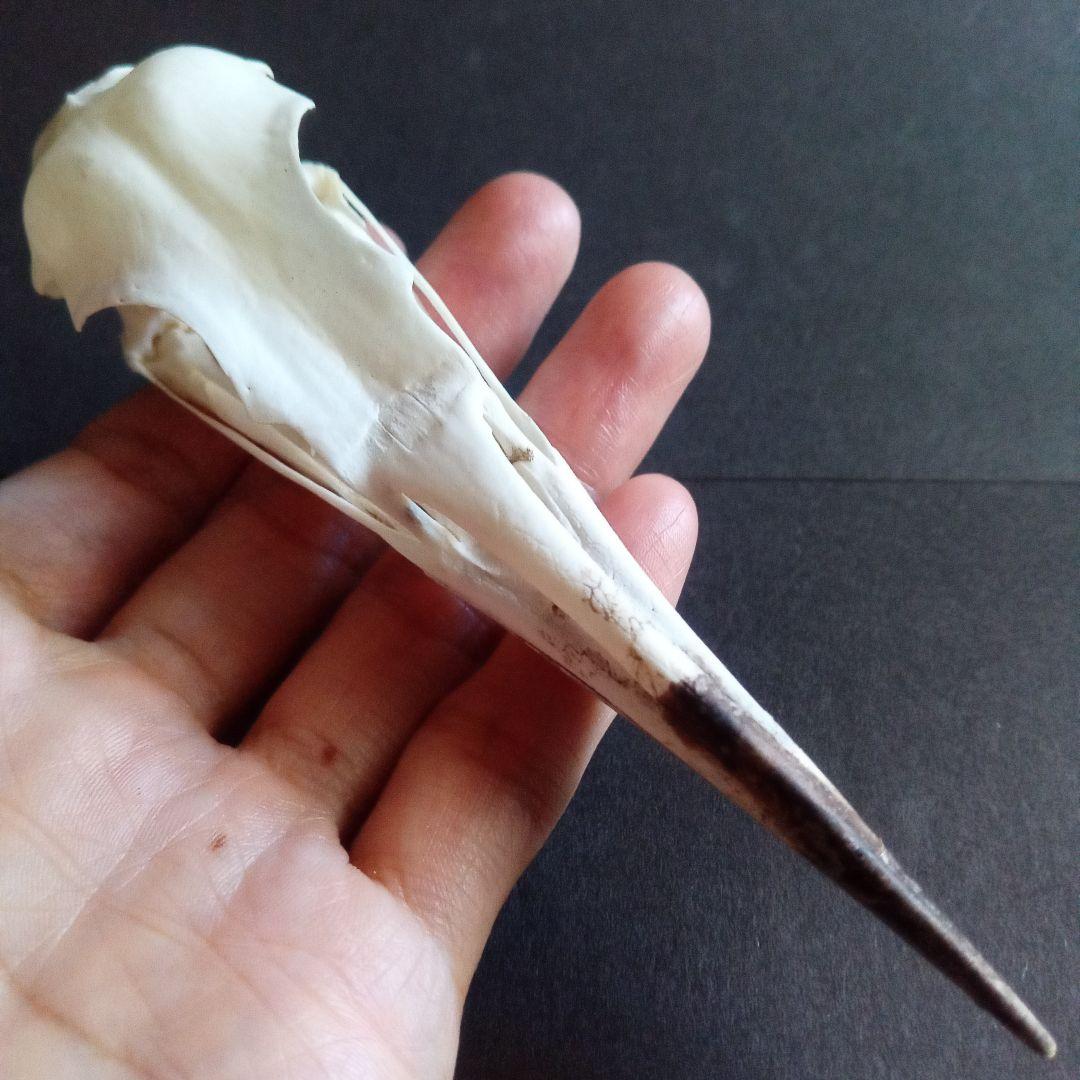 アオサギ　鷺　頭部　頭骨　スカル　極美麗標本