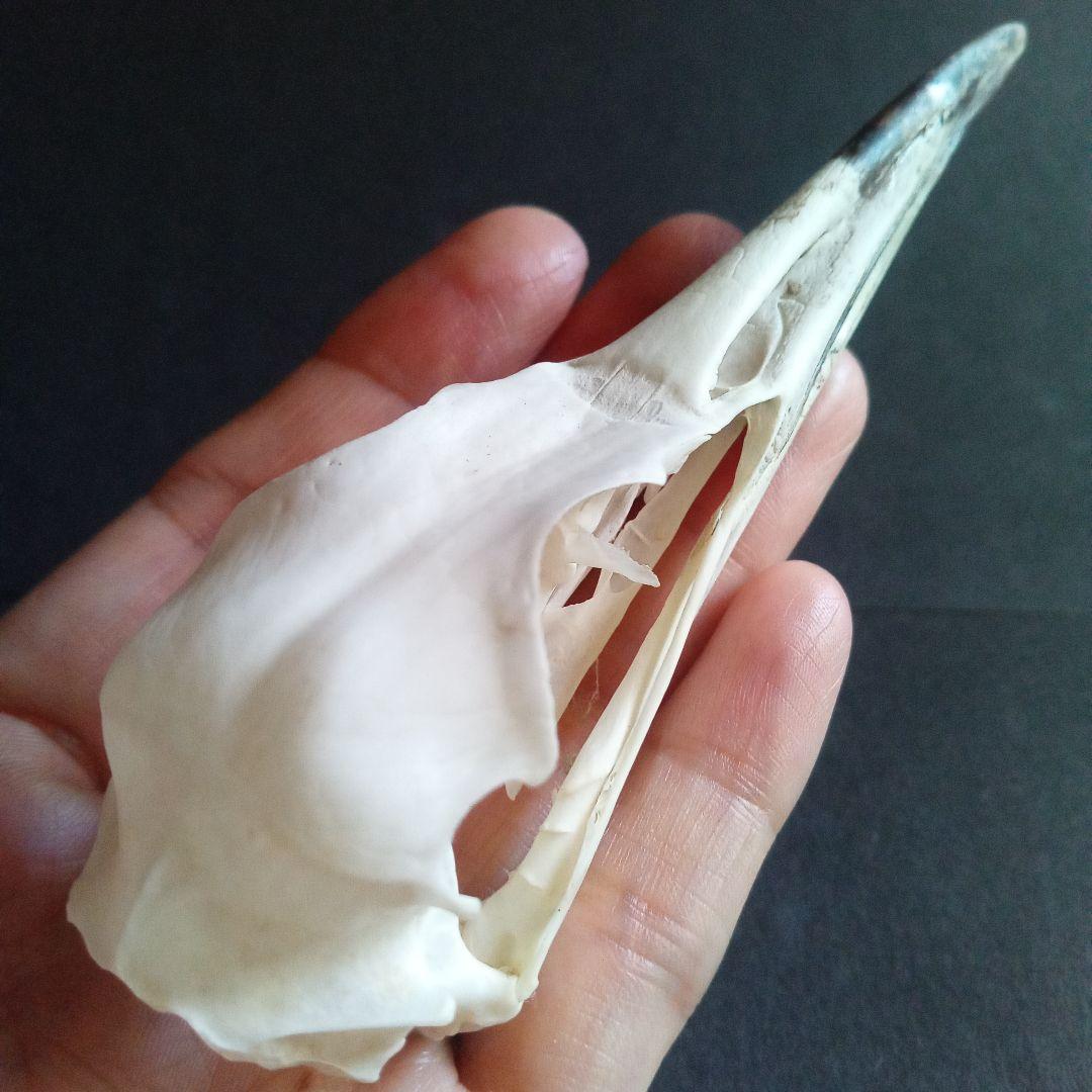 アオサギ　鷺　頭部　頭骨　スカル　極美麗標本