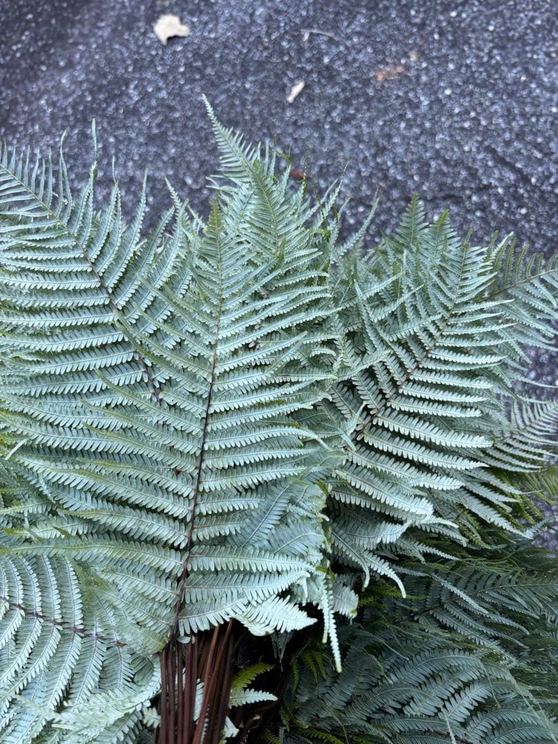 ウラジロ　450枚　裏白　ウラジロしだ