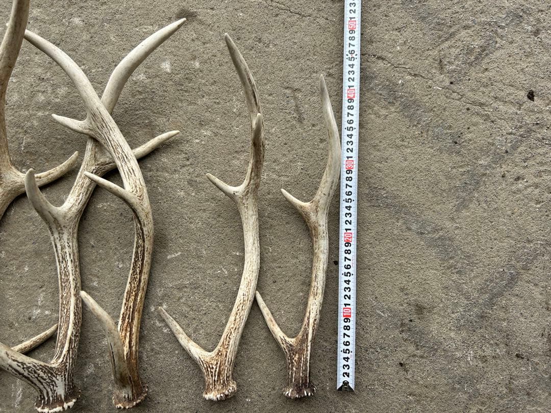 蝦夷鹿の角（北海道白老産）6本