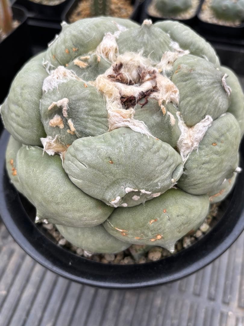 変わり疣青磁牡丹　台付