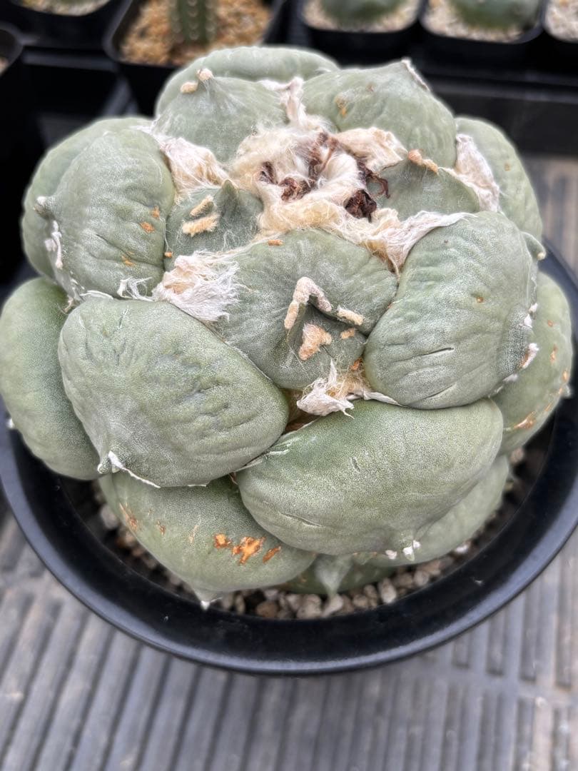 変わり疣青磁牡丹　台付