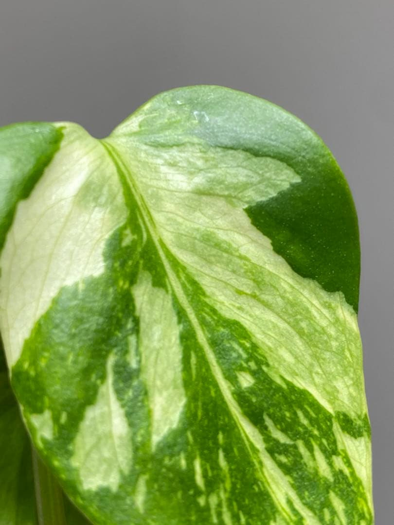 S*L様 ①【超希少‼️】モンステラ　エレクトロライト　斑入り　レア　人気　メル