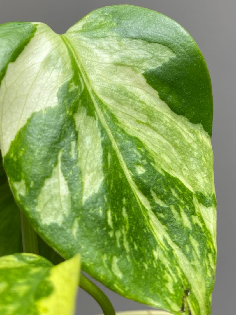 S*L様 ①【超希少‼️】モンステラ　エレクトロライト　斑入り　レア　人気　メル