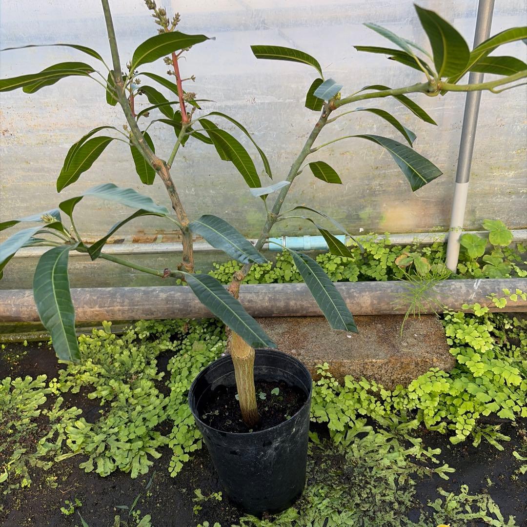 アップルマンゴー苗　6号　花芽付き