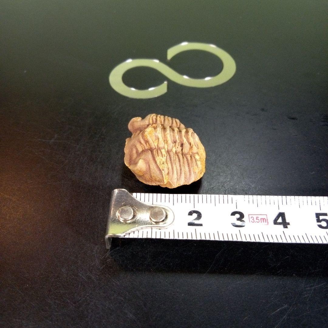 三葉虫　化石　fossil　ボリビア産　trilobite　南アメリカ化石郡⑤