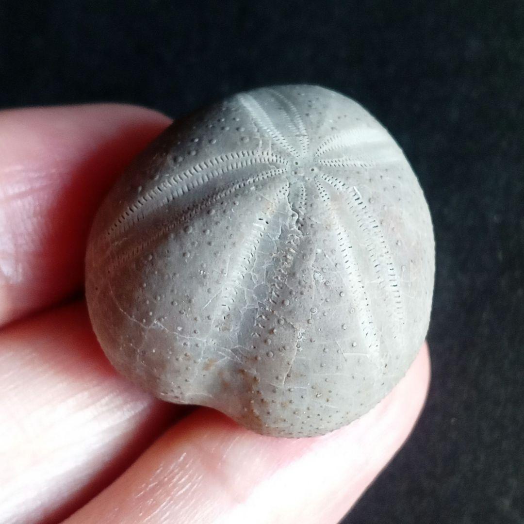 ウニ化石　ブンブク　30mm　極美麗　MAXIMUM　希少な標本