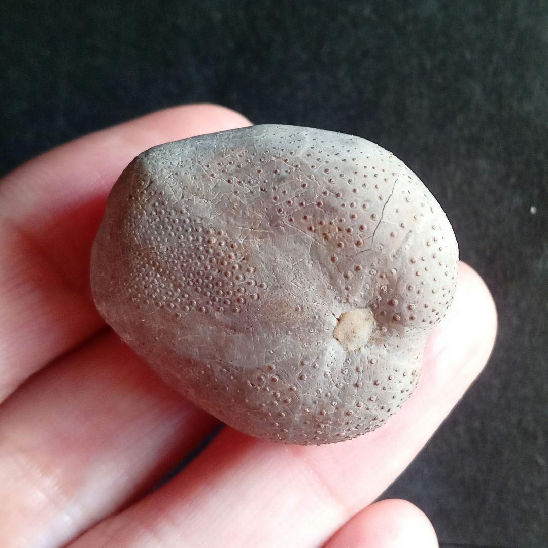 ウニ化石　ブンブク　30mm　極美麗　MAXIMUM　希少な標本