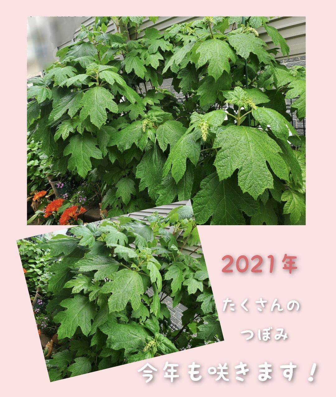 カシワバアジサイ　苗　☆　カシワバ紫陽花　柏葉紫陽花　(2021年分)