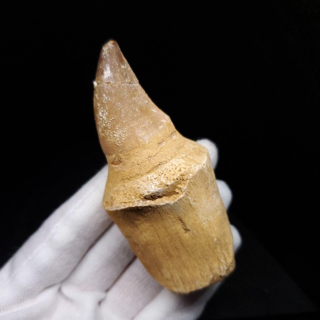 歯根付き モササウルス 化石 歯 本物 モロッコ産 85.63mm mos129