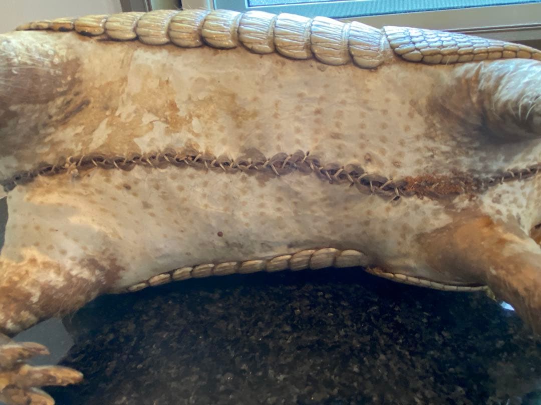 アルマジロ剥製 置物 インテリア 置き物 哺乳類 被甲目 標本 オブジェ 珍獣