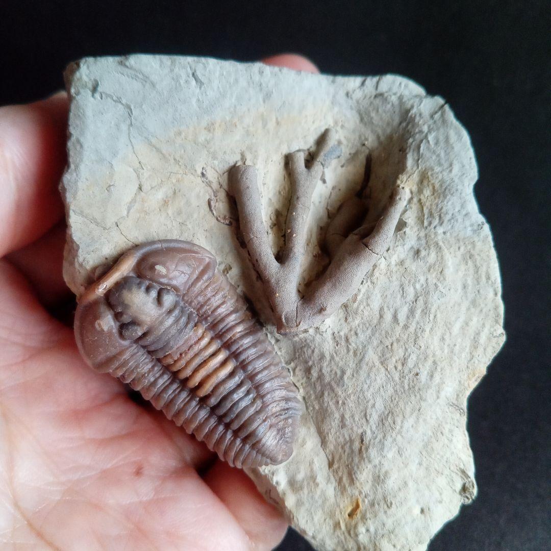 化石　骨格　標本　三葉虫　カリメネ　極美麗　ナチュラル