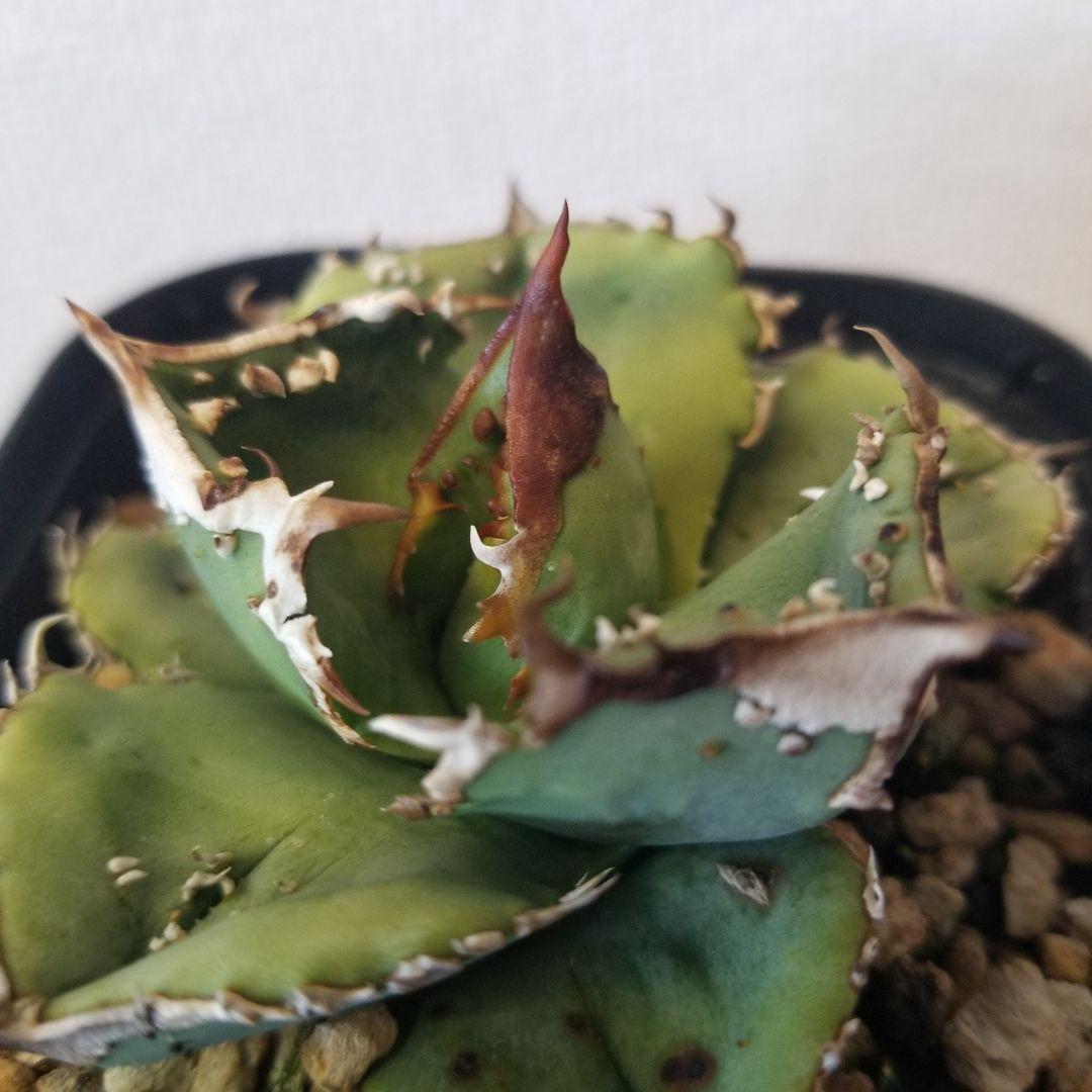 アガベ　ブツブツ　鰐亀　UFO