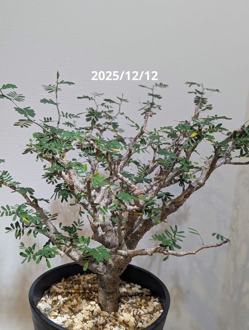 火*＠様 1/31までセール！センナ メリディオナリス　美株