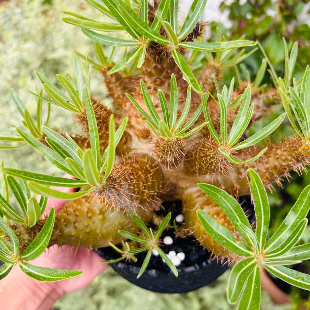 短期間限定超特価！ コレクション株 超多頭 パキポディウム グラキリス 中川智治