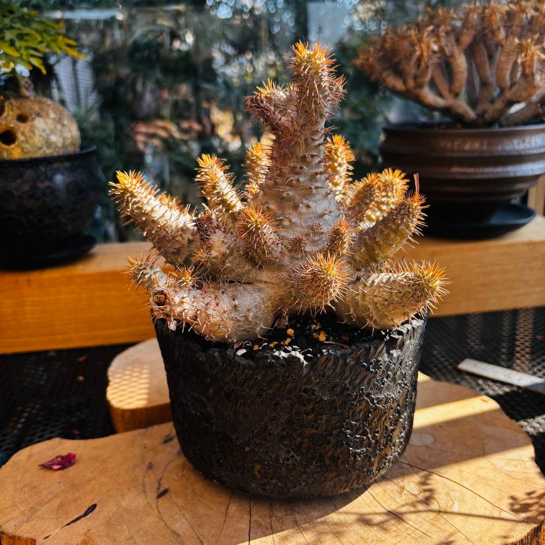 短期間限定超特価！ コレクション株 超多頭 パキポディウム グラキリス 中川智治