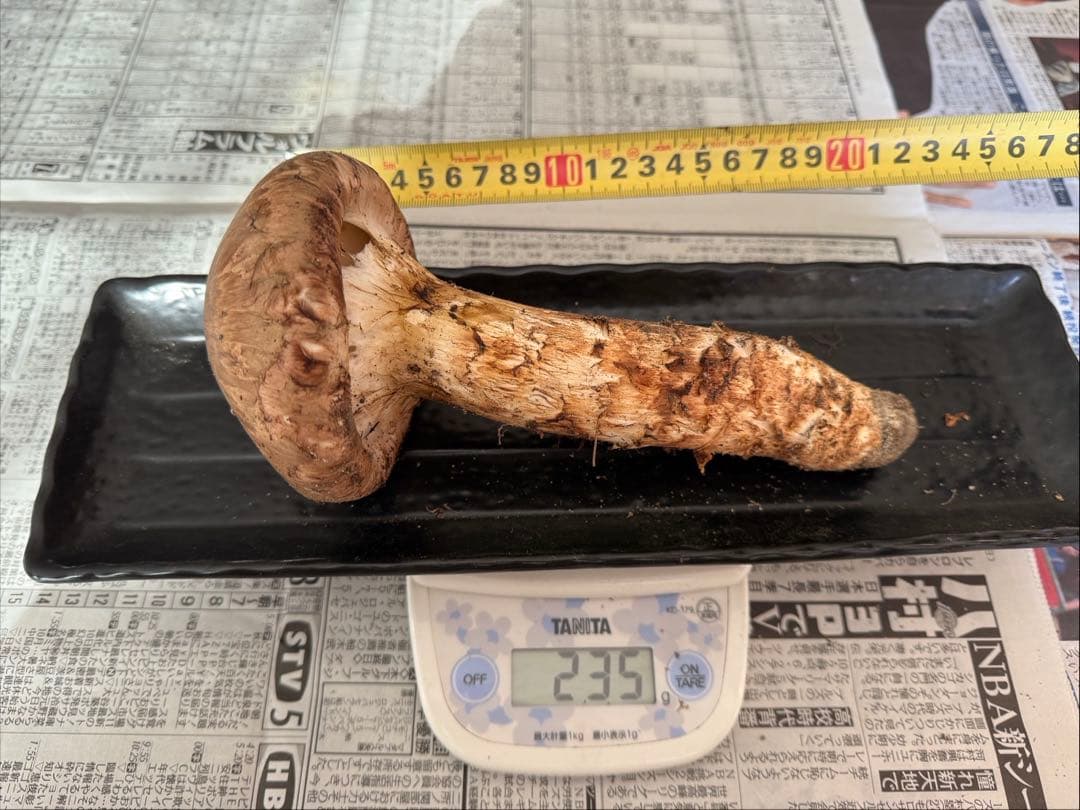 松茸　北海道　600g　訳あり　① 国産