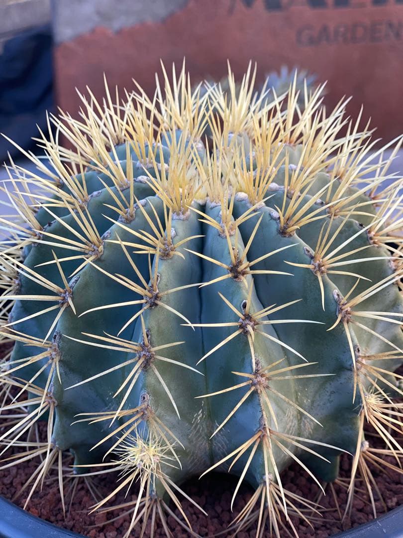 ⭐︎初売り⭐︎王冠竜