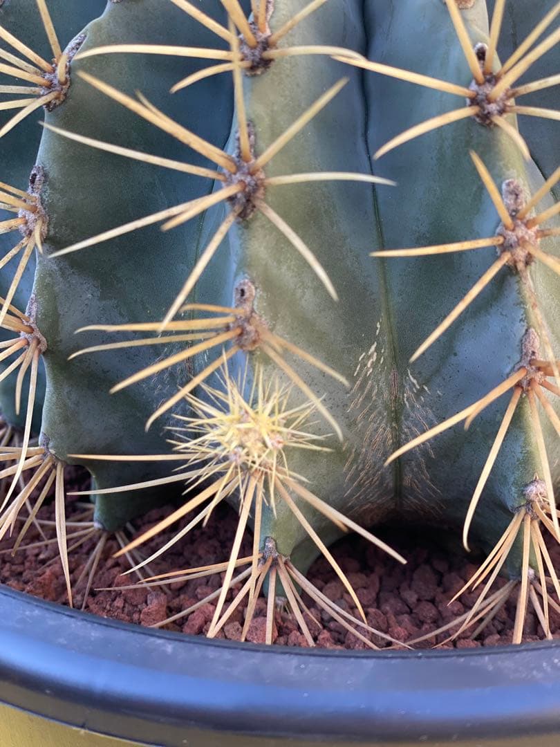 ⭐︎初売り⭐︎王冠竜