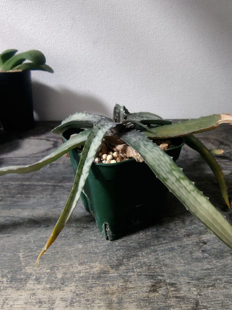 レア種 アロエ アンカラネンシス（実生苗）