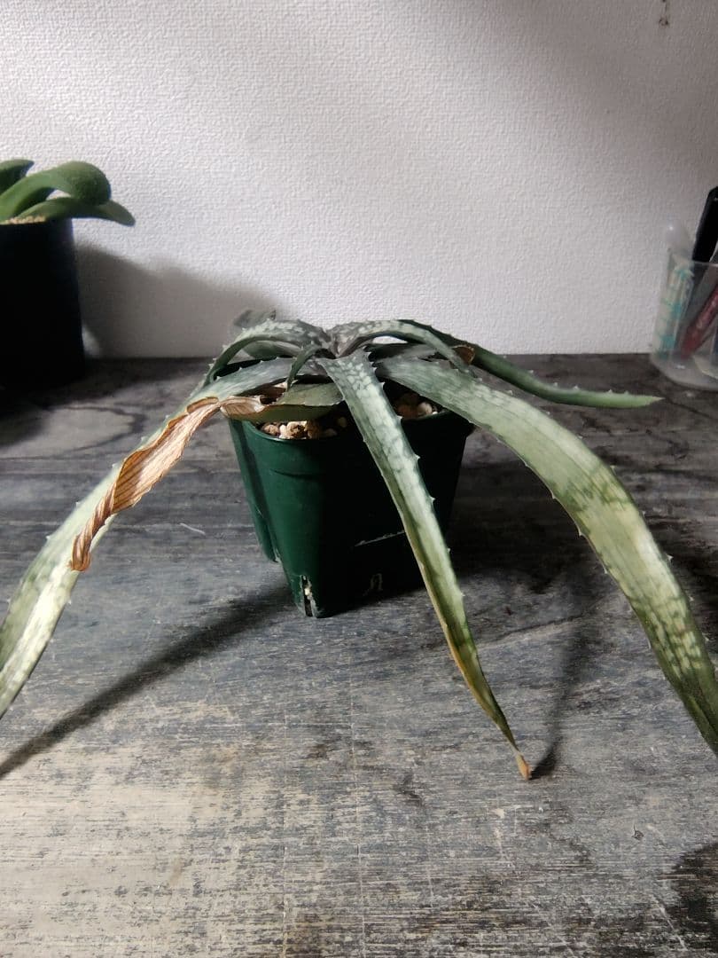 レア種 アロエ アンカラネンシス（実生苗）