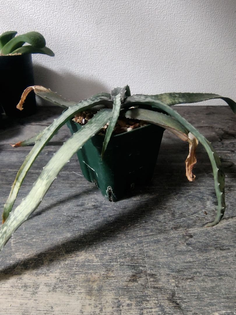 レア種 アロエ アンカラネンシス（実生苗）