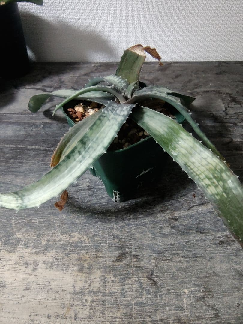 レア種 アロエ アンカラネンシス（実生苗）