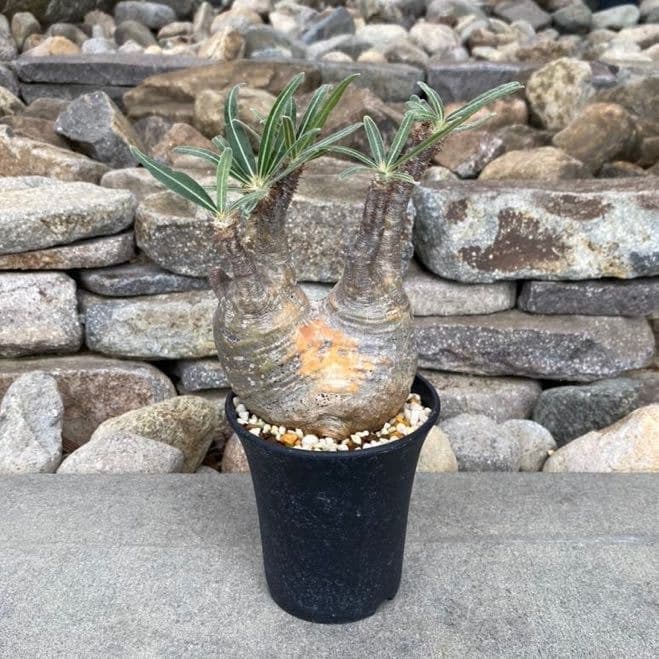 パキポディウム グラキリス ⑥ 発根済