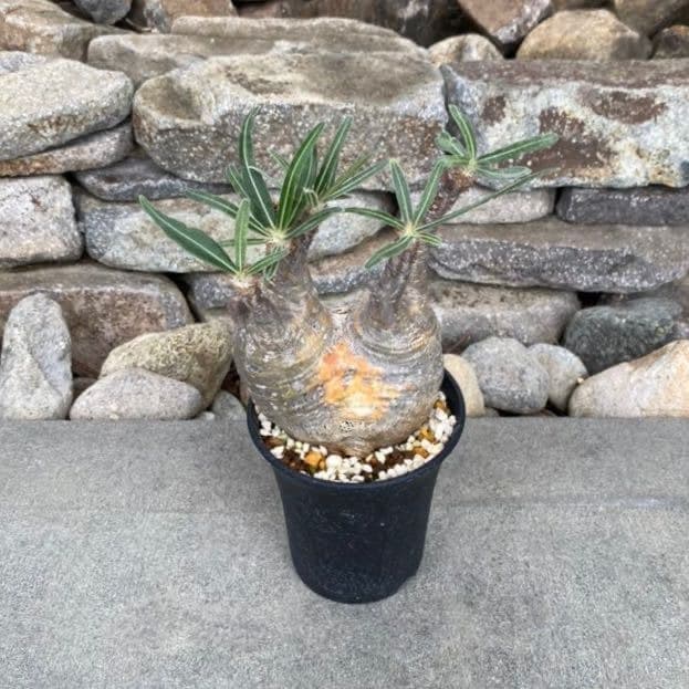 パキポディウム グラキリス ⑥ 発根済