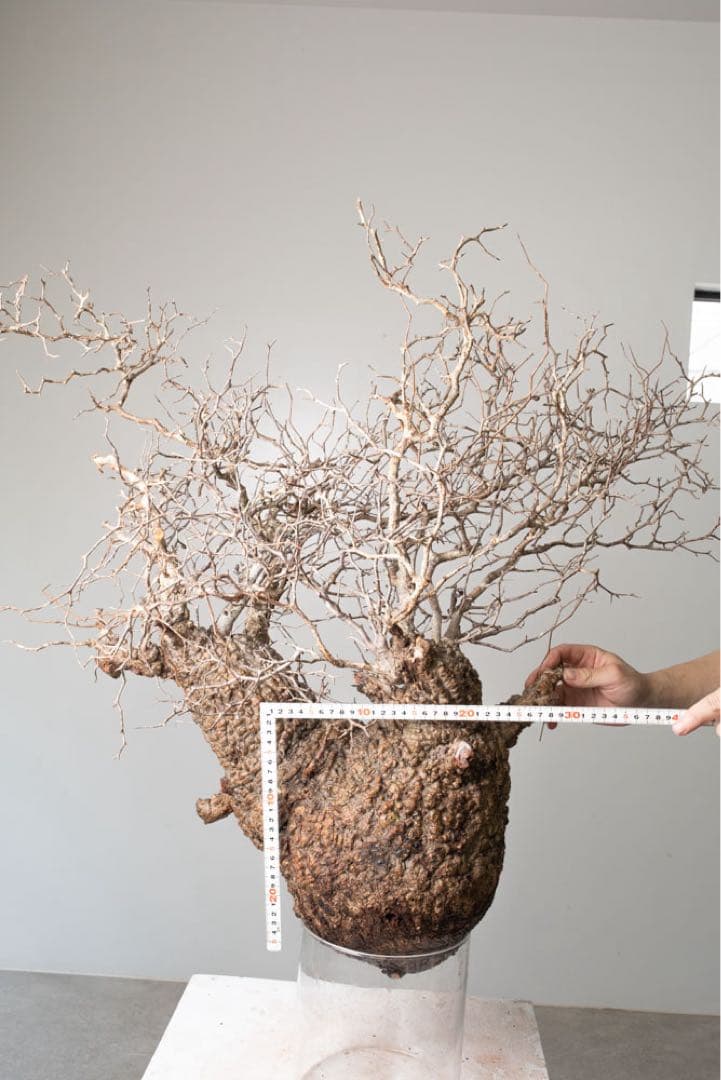 kk114 オペルクリカリア パキプス ベアルート株